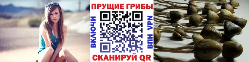 Псилоцибиновые грибы мицелий  где можно купить наркотик  Моршанск 